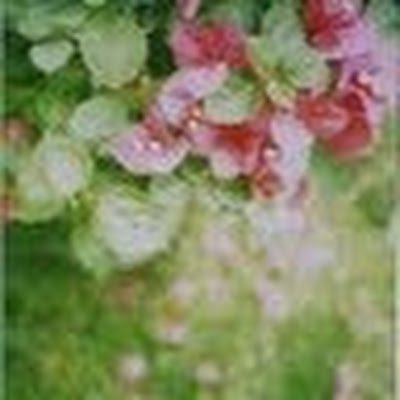 IcingPanda's profile picture. 