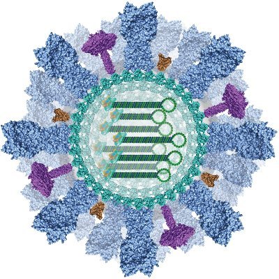 We study the cell biology of virus infection.
Research lab of Dr. Indranil Banerjee @indranilb4u at @DBS_IISERM @IISERMohali