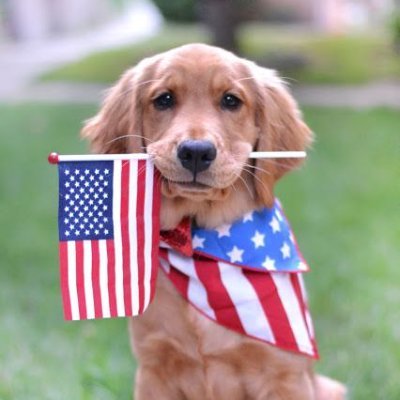🐾 Welcome to Golden Retriever Lovers Community. If you love #GoldenRetriever ❣️, then follow
@retrieverdaily 🐕