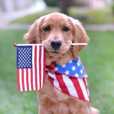 🐾 Welcome to Golden Retriever Lovers Community. If you love #GoldenRetriever ❣️, then follow 
@retrieverdaily 🐕