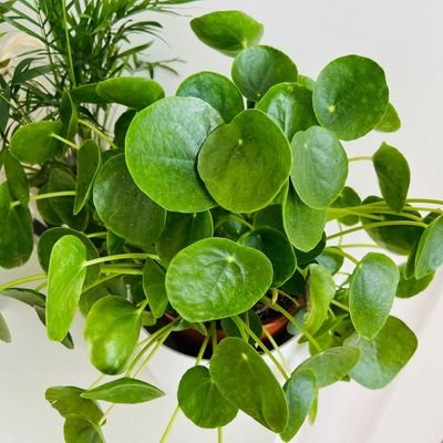 Pileacomunista's profile picture. 