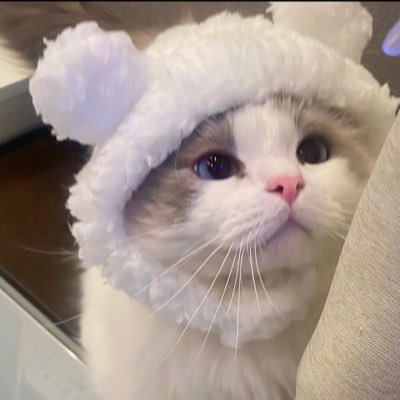 まめだいふくさんのプロフィール画像