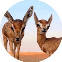 لُبنـى المعمري (@lu_88s) Twitter profile photo