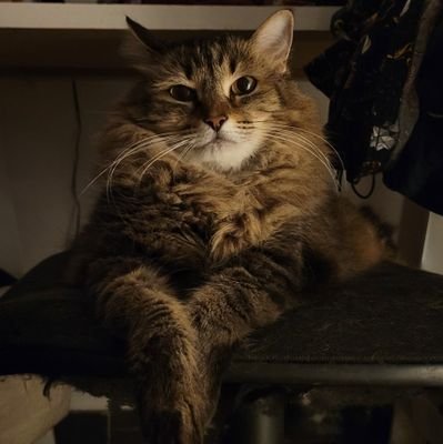 nii_rso's profile picture. 