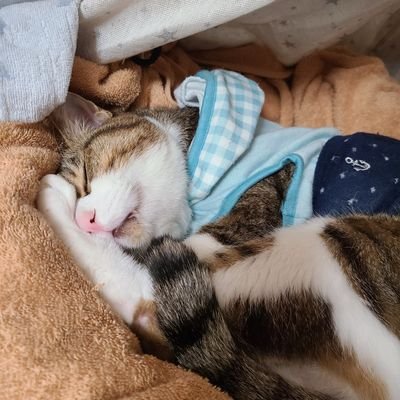 shionyan2's profile picture. ﾊｲｼﾆｱ猫(19才)@持病有を家族にもつ動物好きｱﾗﾌｨﾌ、週2在宅ｰ…社会人子有…割と日々諸々に忙殺されへ(×_×；)へ

※仕事や王子のお世話で返信,TL巡回出来ない時も多々有ご了承下さいm(__)m(なるべくTL巡回♥️はさせて頂いてますがﾁｪｯｸし切れない場合も稀に…ご容赦🙇)