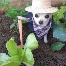 guaiplox's profile picture. discord: guaiplox