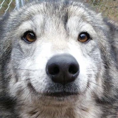 fozy_OW's profile picture. the mald scientist