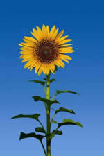 pensapositivo's profile picture. analisi stereotipi