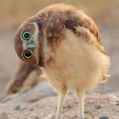 The__forward's profile picture. Sober starts from 
#18/September/2022#

LCD starts from 
#19/June/2025#

வீதியில் இசைத்தாலும் வீணைக்கு இசை உண்டு