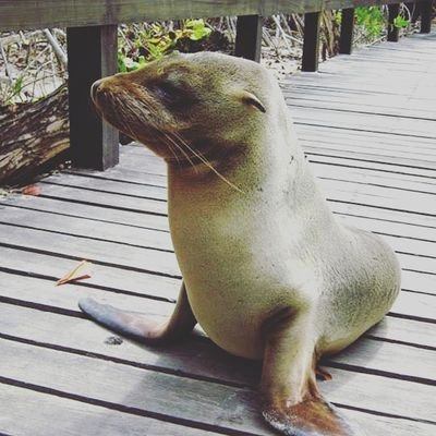 Kokia82771988's profile picture. 好きな言葉:Make hay while the sun shines.
好きなもの:⚽, Galapagos islands、　TAKE KUBOを応援してます👊　
Real Sociedad🔥