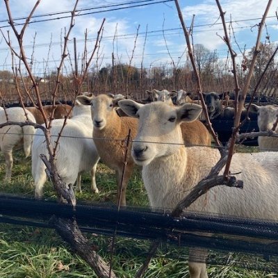 dodonvineyards's profile picture. 