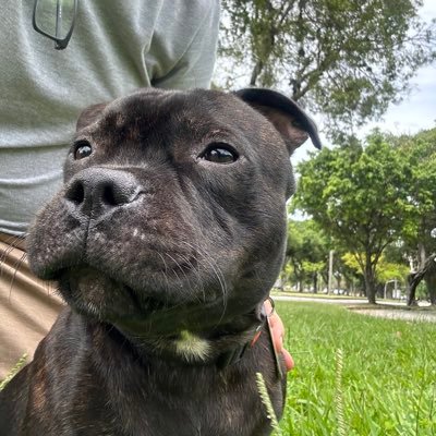 JPCSRodrigues's profile picture. Botafoguense, carioca, historiador, professor da Universidade Federal do Rio de Janeiro.