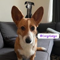 Ninja & Dovi(@CorgiGalgo) 's Twitter Profile Photo