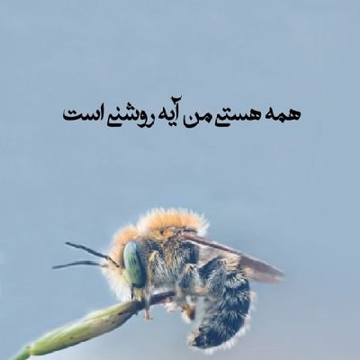 برای توقف نسل کشی هزاره!
#StopHazaraGenocide
جدیدم فالو کنید بک میدم.