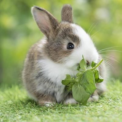 アラサーおるぺん🐰☀️基本無言好きなものを噛み締めるだけの害のないおたく