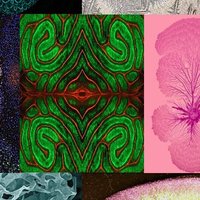 BioArtography (@bioartography) 's Twitter Profile Photo