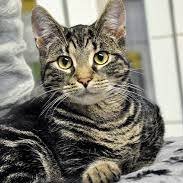 私は猫愛好家です。仲間の動物愛好家に会うためにここに来ました。猫がたくさんの愛を持って扱われ、大切に扱われれば、世界は美しい場所になるでしょう