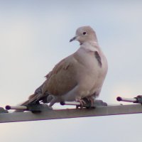 Albert Dranac (@albertdranac) 's Twitter Profile