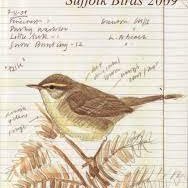 Suffolk Bird Records (@suffolkbirdcoms) 's Twitter Profile