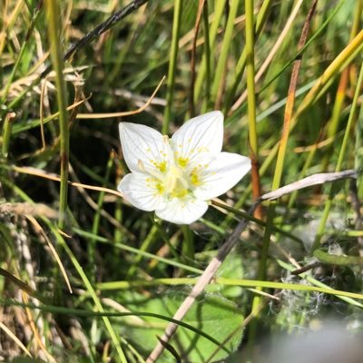 Passionate about wildlife and nature, especially ancient and veteran trees. Excited about naturally functioning wood pasture and parkland. All views my own.