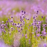 Hiroko/ただの実業家 (@hiroko108095366) 's Twitter Profile