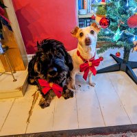 Hilda&Pheebs (@hil_and_pheebs) 's Twitter Profile