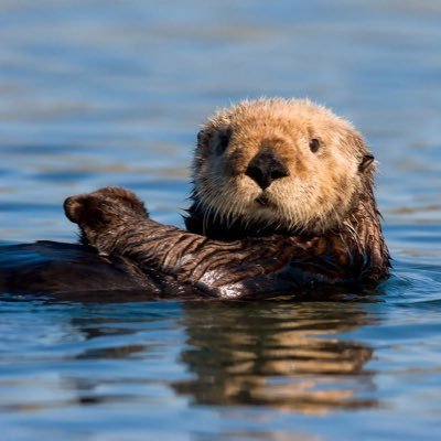 cronching on crabs and stealing surfboards in monterrey bay