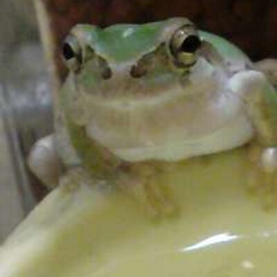 ポチョカマサムハンゲタムナカウヤマンコ カエル が好きです 特にアマガエルが 柔らかくて目がキュートです あと丸めのシルエットも好きです うんこと尿と生殖器が全部同じ穴なんですよ 雄雌の見分けも全くつかないです なんかミステリアスですね 男か