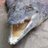 sercaneryilmaz's profile image