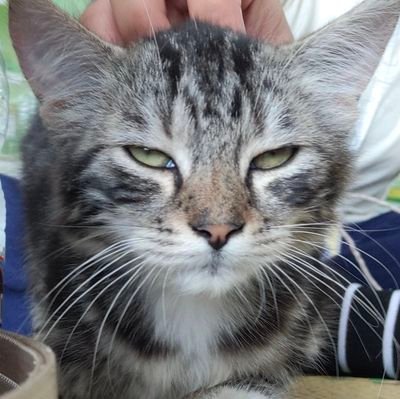 iniaess's profile picture. jarang on