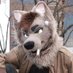 Wolf (@wolf_irl_) Twitter profile photo