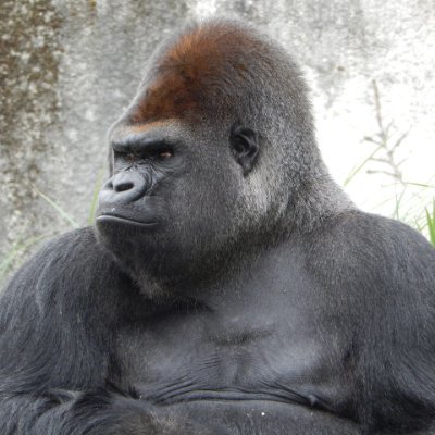 gorilla0513 Profile Picture