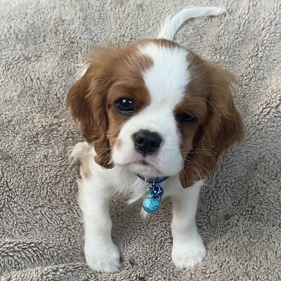 Just a girl and her Cavalier. 🐶🤗

#Cavpack

Pray for Bibi