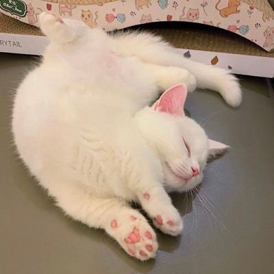 yuehyueh_yueh's profile picture. 二十二歳,学生です( ͡° ͜ʖ ͡°)