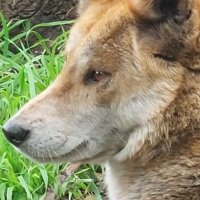 Animal Farm 🐅🐈🐷🕸️🐝🐦🦜🐸🦎🐈‍⬛ 📖 🤫🏌️‍♀️ (@sandyreadsalot2) 's Twitter Profile