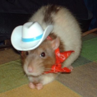 cayleetanner01's profile picture. wtamu 💕 ✨hey bestie✨