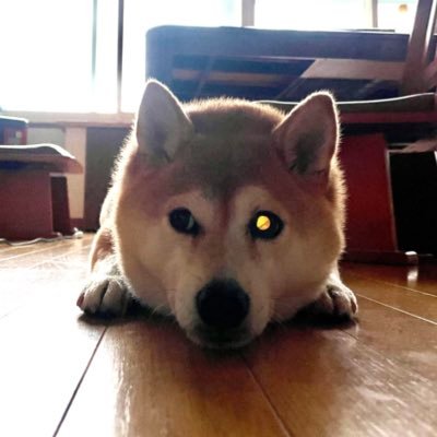 Twitterも数年経ったアラフィフ。ジョシーバ🐕ハル（2016.2.3生）の母。柴犬万歳。寒いが嫌いな道産子。生粋のアレルギー体質超乾燥肌。神社•城•昭和家具大好きな初級歴婆。音楽は矢沢永吉さんB’z。突然の無言フォロー、無言イイねしてしまいます。お許しください。