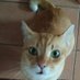 Orange The Cat (@CcGreentea) Twitter profile photo
