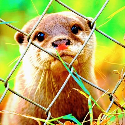 Welcome to @otterloverzone
We share daily #Otter Content
Follow us if you really love Otter
