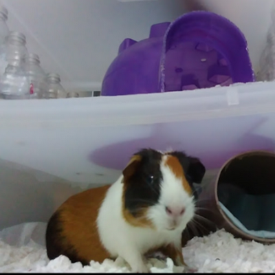 MrCyborg378834's profile picture. 