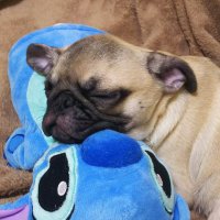 くぅパパ@シンパパ6年生 (@kupapa5y) 's Twitter Profile