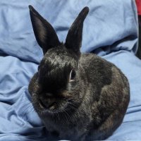 琲珈(ヒコ)☕next ラブスピ (@anastasia_hiko) Twitter profile photo