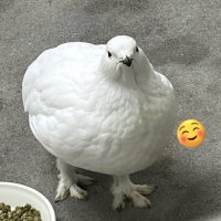 ライチョウのもふもふな🦵 (@raicho_mofumofu) Twitter profile photo