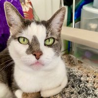 Seattle Laboratory 🇺🇦 🐈⬛ 🕊️🧬 (@seafurlab) 's Twitter Profile