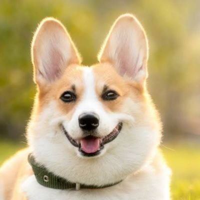 🐕Welcome to @corgi_xworld community! 
🐕We share daily #corgi Contents

🐕Follow us if you really love Corgi 💞