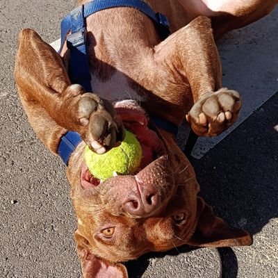Muy buenas gente bonita del mundo del Baloncesto! Sígueme en Tik Tok, Youtube e Instagram para ver más contenido de Baloncesto! @yosoyfer92