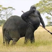 Chonkyy (@chonkypod) 's Twitter Profile Photo Chonkyy (@chonkypod) 's Twitter Profile Photo