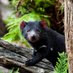 Untamed Tasmania (@untamedtasmania) Twitter profile photo Untamed Tasmania (@untamedtasmania) Twitter profile photo