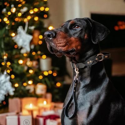 A family of #doberman lovers
|Follow for
DAILY #doberman post | Share #doberman content that
melt your heart.This page is dedicated to all the
dobei lovers💔худ
