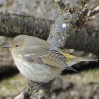 Dave carter (@birderdave) 's Twitter Profile